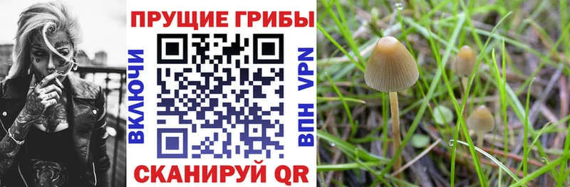 Галлюциногенные грибы Psilocybine cubensis  Туран 